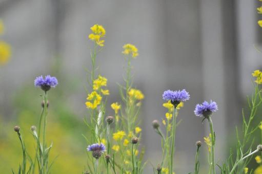 Cornflower, JPG Cornflower, JPG