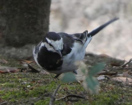 セキレイの散歩002 セキレイの散歩002の写真