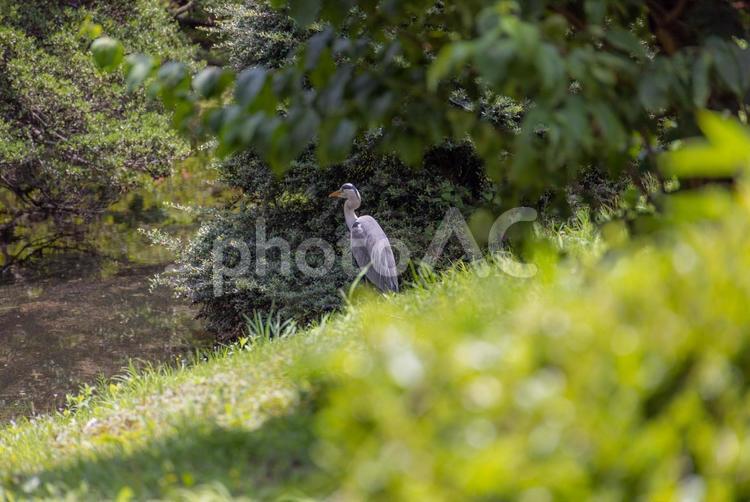 アオサギの日向ぼっこ アオサギ,野鳥,生物の写真素材
