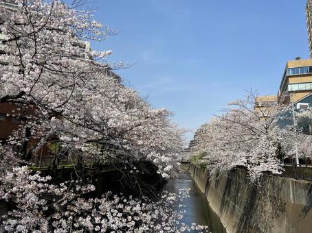 桜 桜の写真