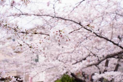 桜 桜の写真