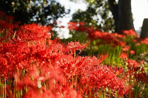 彼岸花 彼岸花 彼岸花,曼珠沙華,赤い花の写真素材
