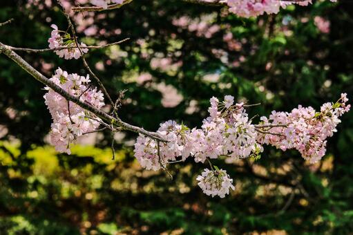 桜 桜の写真
