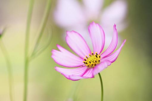 Cosmos flowers blooming in the autumn field, JPG