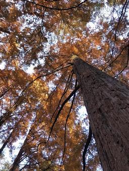 紅葉のメタセコイア 紅葉のメタセコイア 紅葉,秋,公園の写真素材