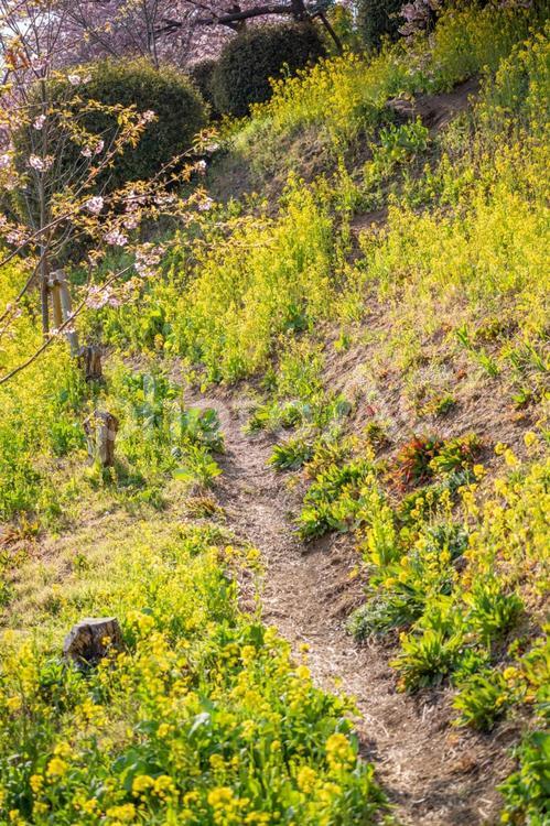 あぐりパーク嵯峨山苑に咲く河津桜と菜の花 春,桜,河津桜の写真素材