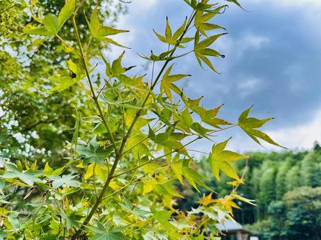 呉ダム湖　秋の公園の写真