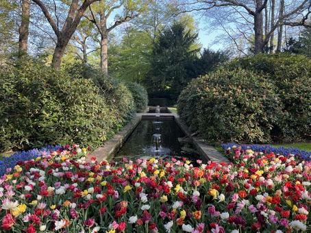 キューケンホフ公園 キューケンホフ,チューリップ,アムステルダムの写真素材
