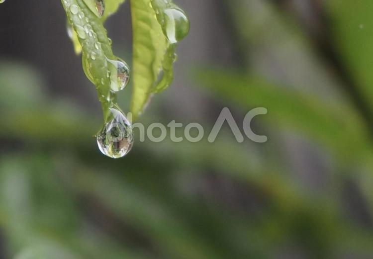 こぼれ落ちそうな雫 水滴,雨,しずくの写真素材