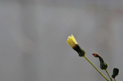 Photo, weed, yellow, flower, 