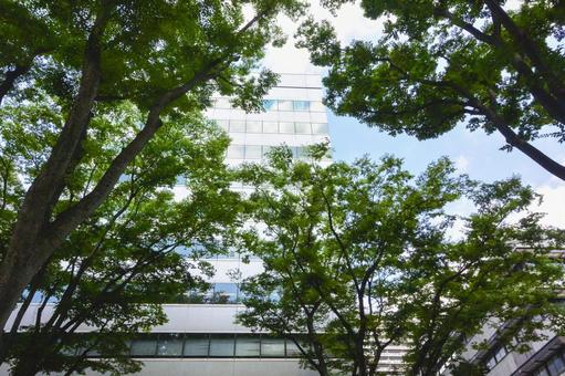 木漏れ日とビルの写真