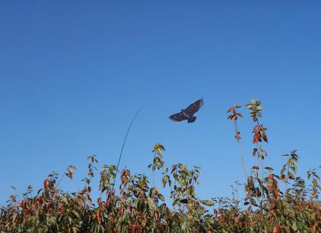 Beast-proof kite that is very active in persimmon bird damage, JPG Beast-proof kite that is very active in persimmon bird damage, persimmon, fruit, rich persimmon, JPG
