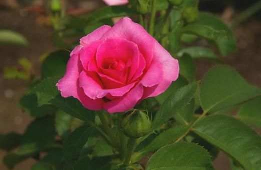 バラ 'ウララ' バラ 'ウララ' バラ,ウララ,薔薇の写真素材