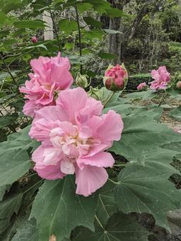 酔芙蓉 酔芙蓉の写真