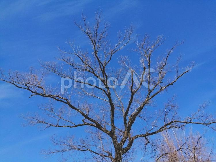 冬の枯れ木と青空 冬,枯れ木,木の写真素材
