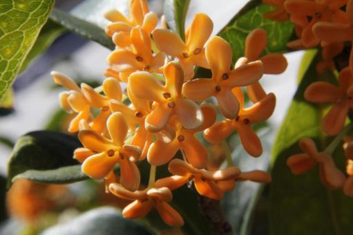 キンモクセイ・金木犀の写真