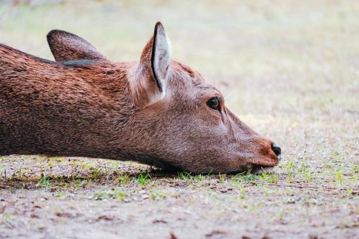 何かイイことないのかな 鹿,動物,哺乳類の写真素材