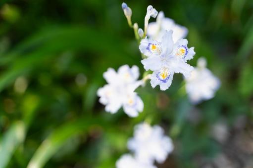 森に咲く白いシャガの花③ 森に咲く白いシャガの花③ シャガ,アヤメ科,白い花の写真素材