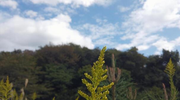 空と菜の花 空と菜の花の写真