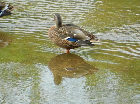 【鳥の写真】カルガモ(軽鴨) 【鳥の写真】カルガモ(軽鴨) カルガモ,軽鴨,生き物の写真素材