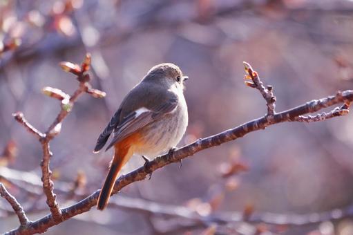後ろから撮った枝にとまるジョウビタキの雌 鳥,ジョウビタキ,自然の写真素材