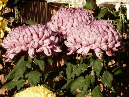 【風景写真】福山菊花展覧会の風景の写真