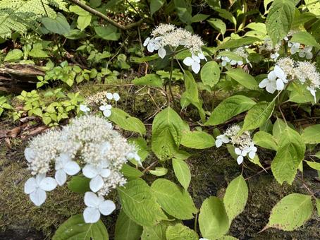 Hydrangeas on Mount Takao, JPG Hydrangeas on Mount Takao, JPG