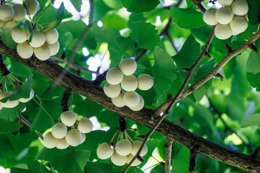 イチョウの葉と銀杏の実 イチョウの葉と銀杏の実 植物,自然,葉の写真素材