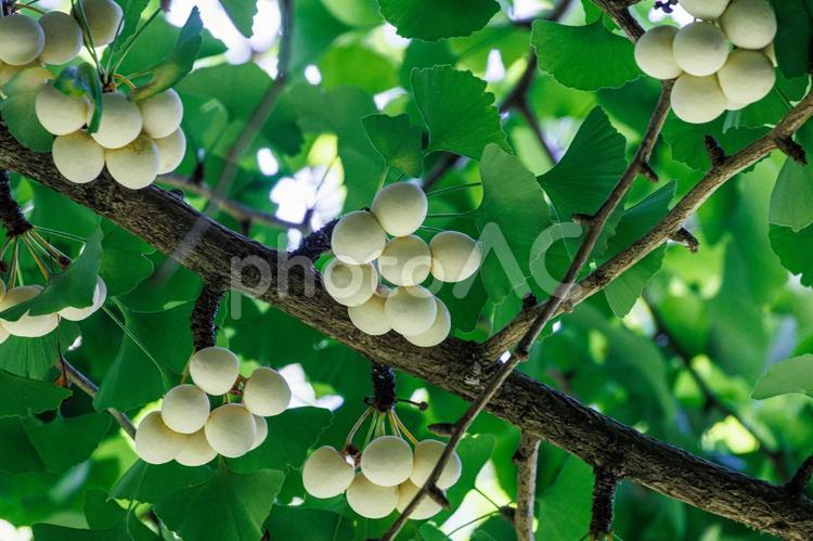 イチョウの葉と銀杏の実 植物,自然,葉の写真素材