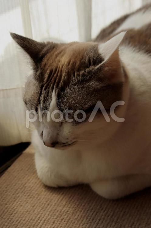 箱座りで眠る白猫 白猫,猫,箱座りの写真素材