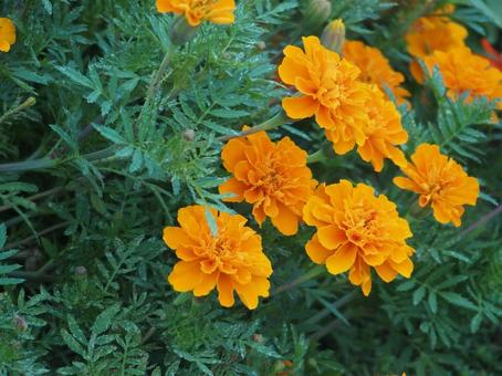 マリーゴールド 花,植物,花壇の写真素材