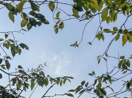 神田川9月：枯れ木と紅葉のフレーム 枯れ木,紅葉,葉の写真素材