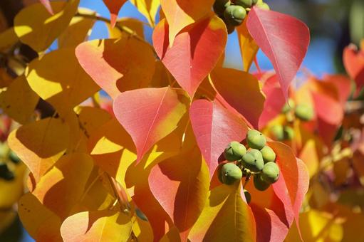 ナンキンハゼの紅葉と実の写真