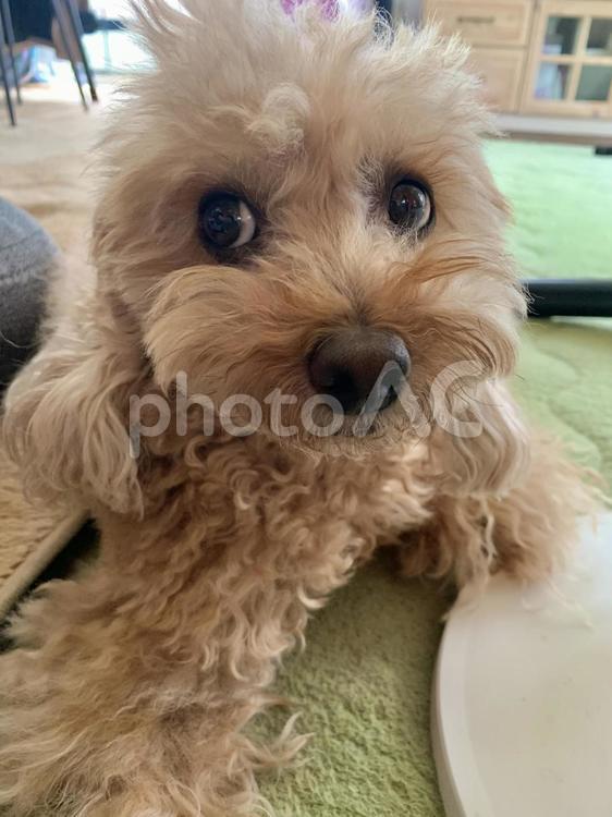 トイプードル　カメラ目線に癒しアップ顔 トイプードル,ペット,犬の写真素材
