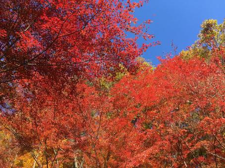 紅葉(赤)と秋晴れの空 紅葉(赤)と秋晴れの空の写真