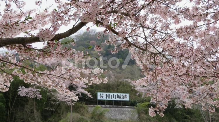 佐和山城　麓からの景色 佐和山城,石田三成,近江国の写真素材