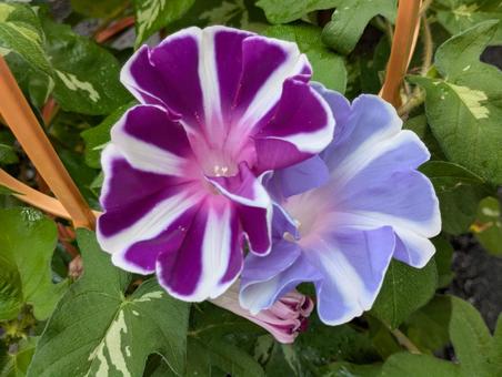 かわいい朝顔の花 かわいい朝顔の花 朝顔,花,flowerの写真素材