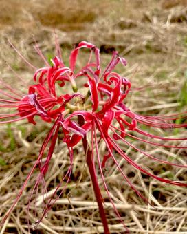 枯れ草の中で生えた彼岸花 彼岸花,植物,枯れ草の写真素材