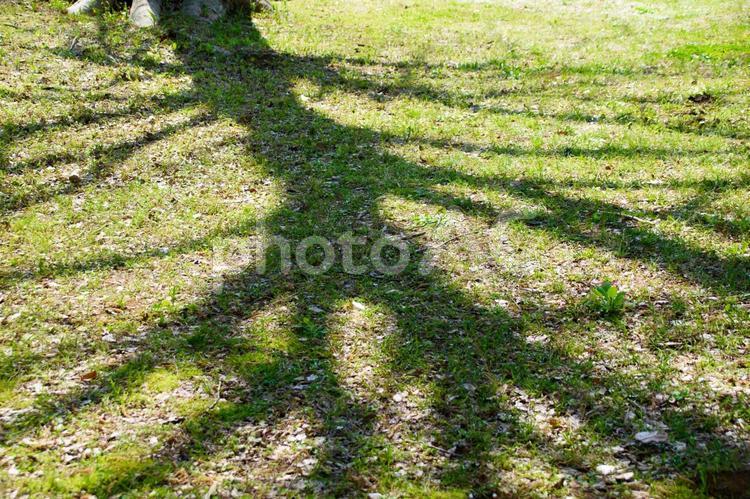 芝生に映る木の影 木の影,木,影の写真素材
