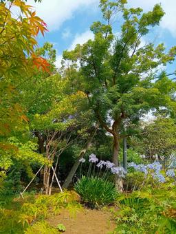夏 観音寺境内 千葉県柏市 夏 観音寺境内 千葉県柏市の写真