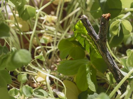 蛹になりそうなアゲハチョウの幼虫 幼虫,アゲハチョウ,緑色の写真素材
