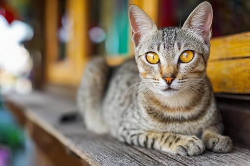 木製の窓と猫 木製の窓と猫の写真