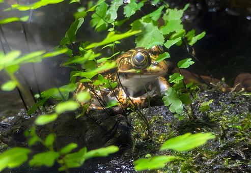 カエル カエル 動物,カエル,自然の写真素材