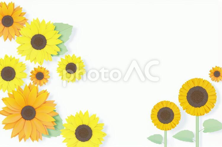 ヒマワリの壁紙 ヒマワリ,花,夏の写真素材