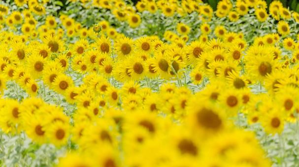 一面に広がる7月のひまわり畑 一面に広がる7月のひまわり畑の写真