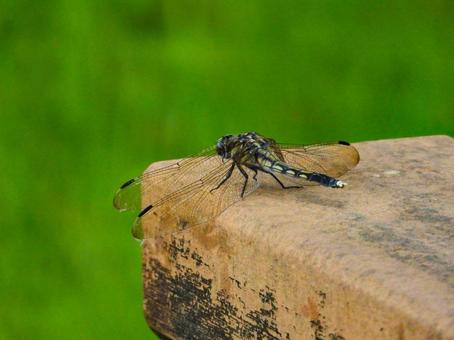 ベンチの縁に留まるシオカラトンボ シオカラトンボ,昆虫,生物の写真素材
