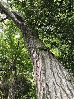 Photo, carpinus laxiflora, side, wood, 
