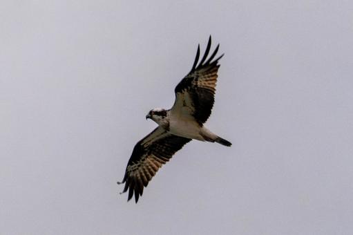 大空を舞うミサゴ ミサゴ,鳥,猛禽類の写真素材