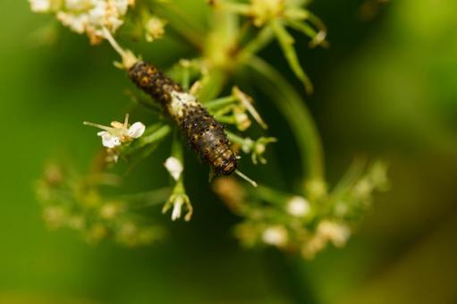 野草を食べて成長しているナミアゲハ 野草を食べて成長しているナミアゲハの写真