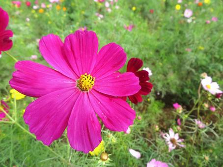 Cosmos at Akebonoyama Agricultural Park, JPG